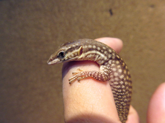 リッジテールモニター(6)