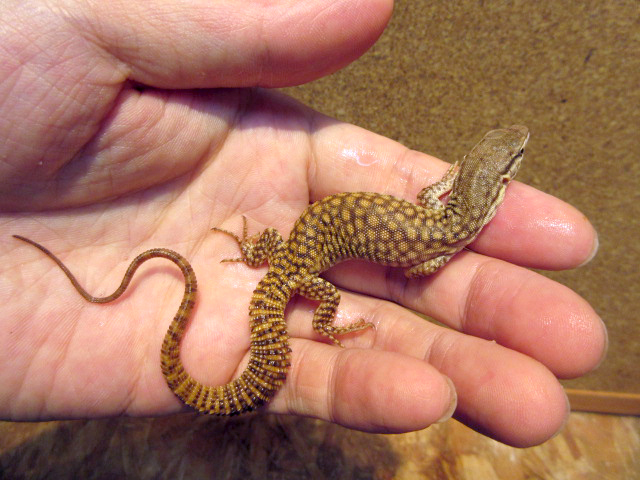 リッジテールモニター(7)