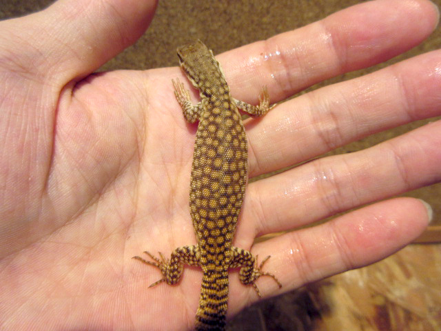 リッジテールモニター(8)