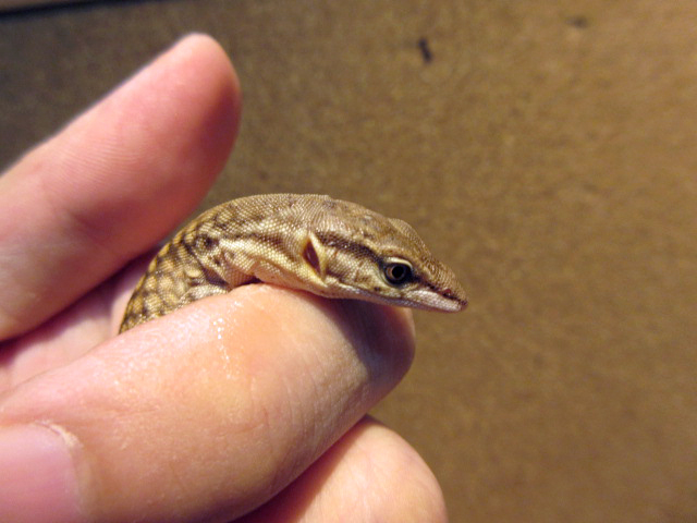 リッジテールモニター(9)