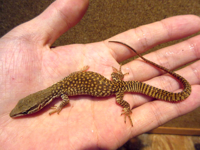 リッジテールモニター(10)