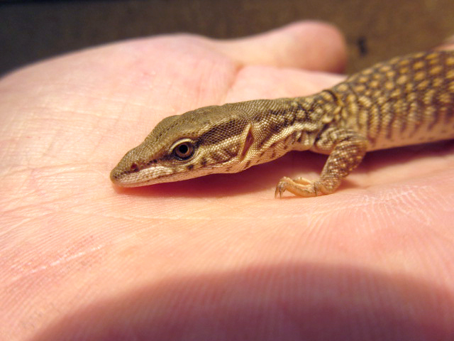 リッジテールモニター(11)