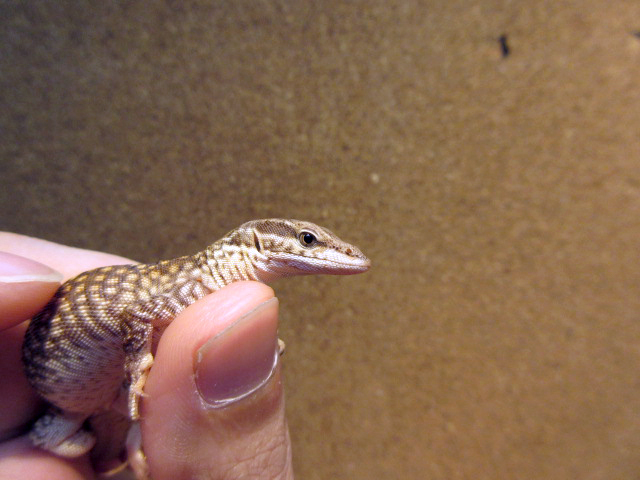 リッジテールモニター(12)