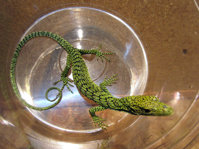 コルデンシスモニター