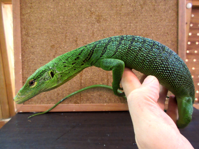 エメラルドツリーモニター