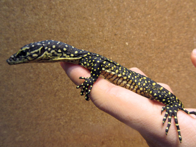 セラムモニター(5)