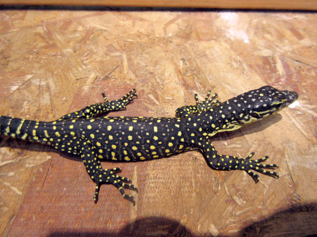 セラムモニター(6)