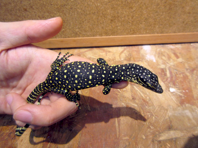 セラムモニター(7)