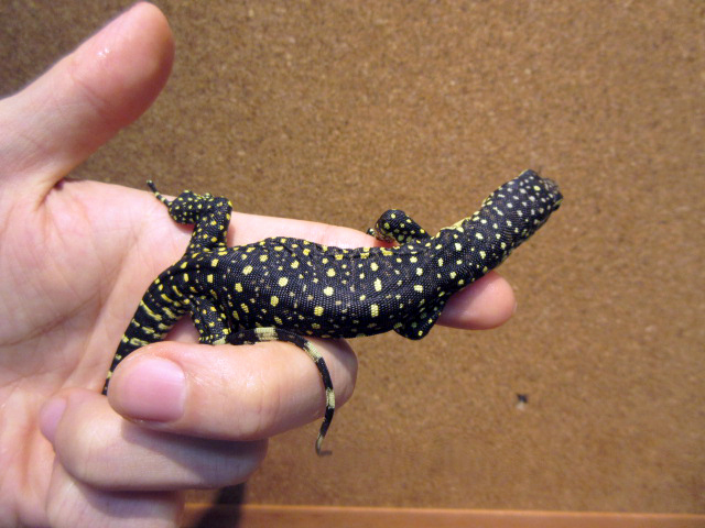 セラムモニター(8)