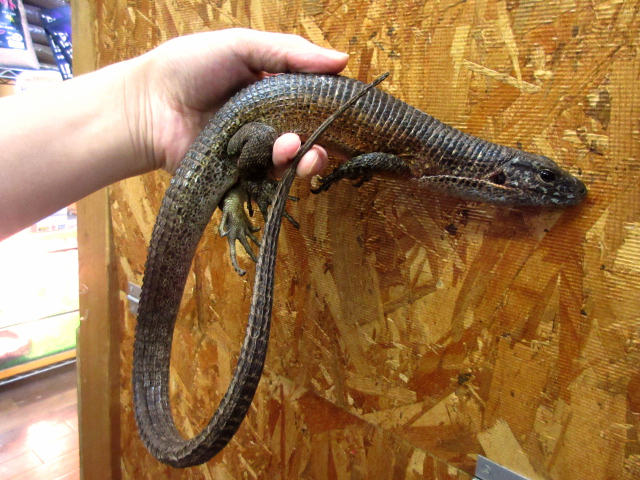 マキシムキングゾノザウルス(1)