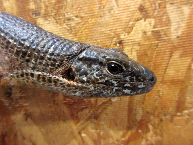 マキシムキングゾノザウルス(2)