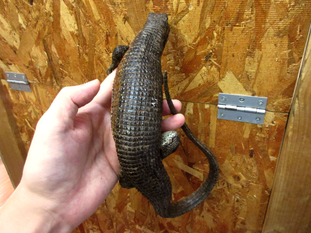 マキシムキングゾノザウルス(3)