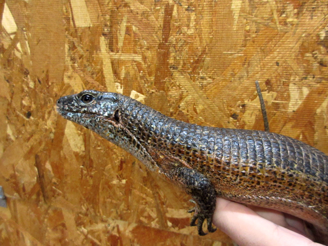 マキシムキングゾノザウルス(4)