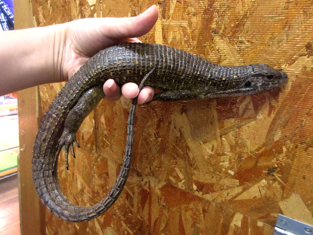 マキシムキングゾノザウルス(5)