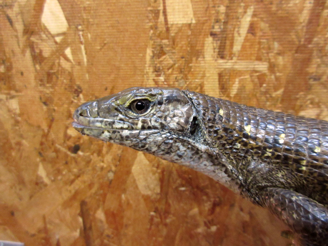 マキシムキングゾノザウルス(6)