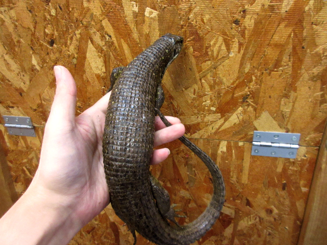 マキシムキングゾノザウルス(7)