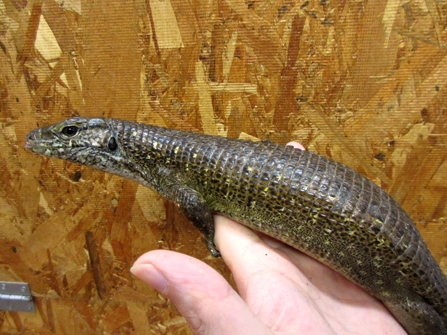 マキシムキングゾノザウルス(8)