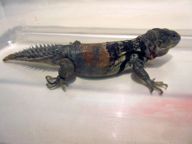 ユカタントゲオイグアナ(4)