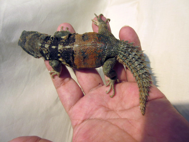 ユカタントゲオイグアナ(5)