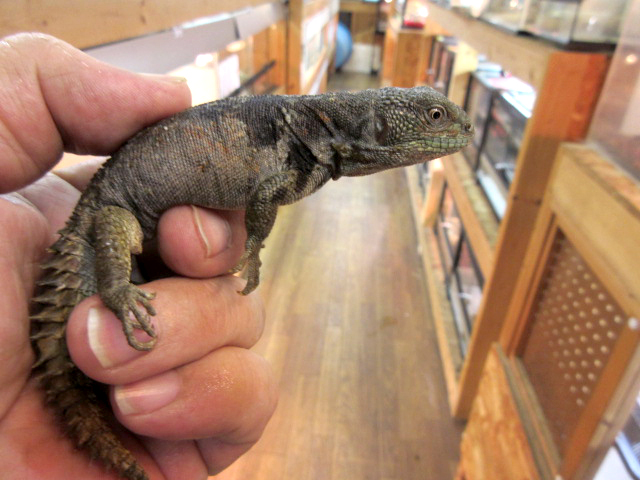 ユカタントゲオイグアナ(7)