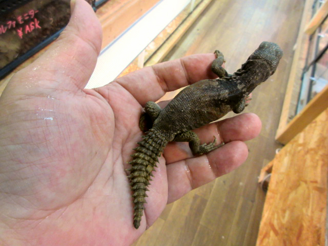 ユカタントゲオイグアナ(8)