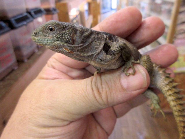 ユカタントゲオイグアナ(9)