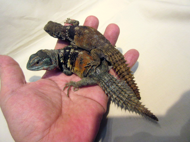 ユカタントゲオイグアナ(10)