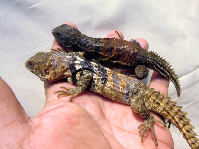 ユカタントゲオイグアナ(11)