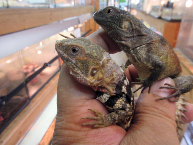 ユカタントゲオイグアナ(12)