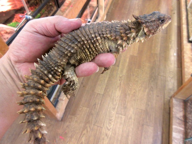 オオヨロイトカゲ(6)