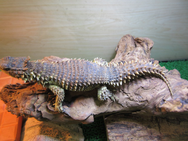 オオヨロイトカゲ(8)