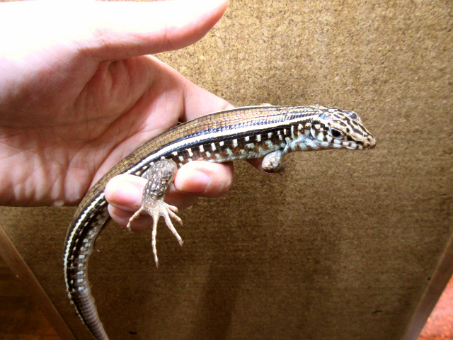 カーステンオビトカゲ(1)