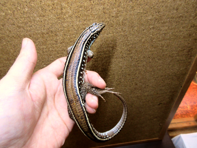 カーステンオビトカゲ(2)