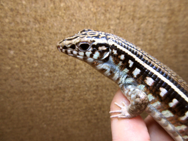 カーステンオビトカゲ(3)
