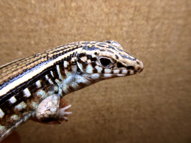 カーステンオビトカゲ(4)