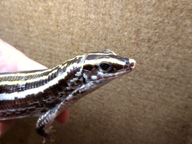 ヨスジオビトカゲ(6)