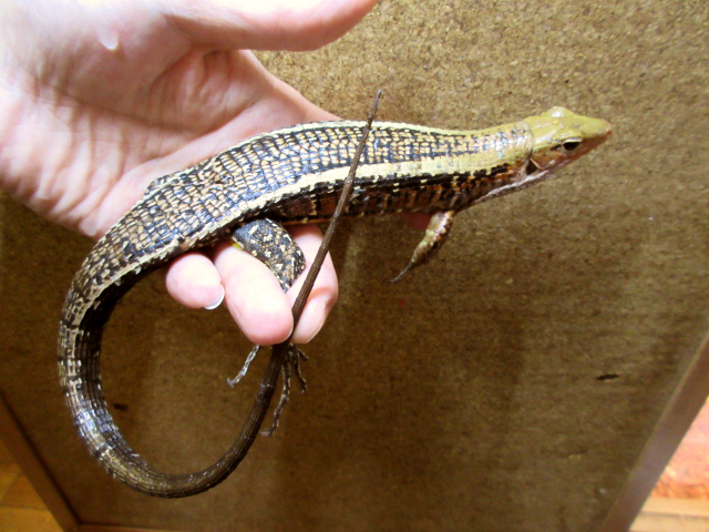 ヒラオオビトカゲ(9)