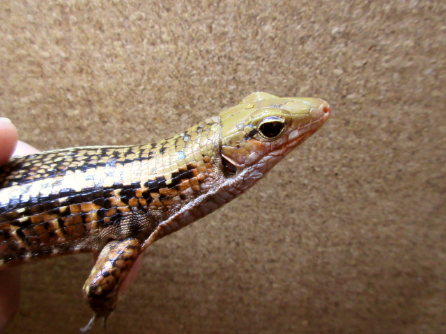 ヒラオオビトカゲ(10)