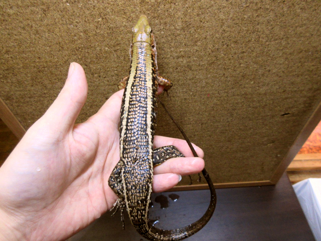 ヒラオオビトカゲ(11)
