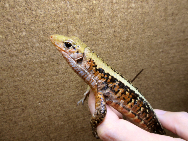 ヒラオオビトカゲ(12)