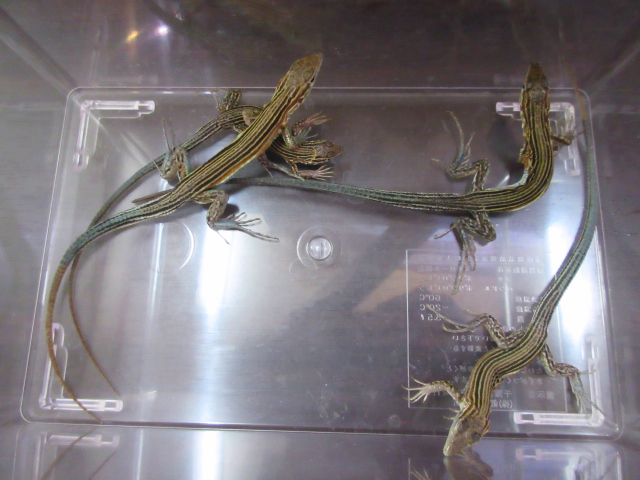 ムスジハシリトカゲ(3)