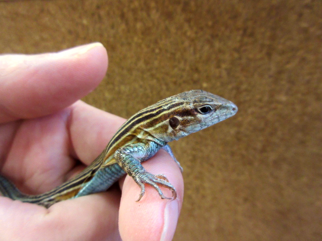 ムスジハシリトカゲ(2)