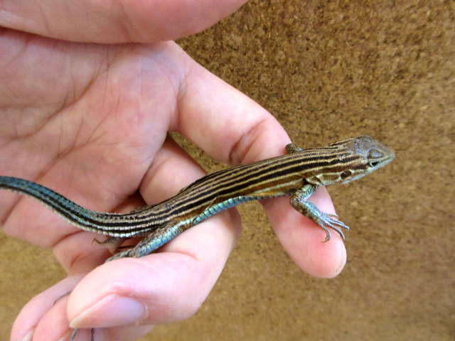 ムスジハシリトカゲ(1)