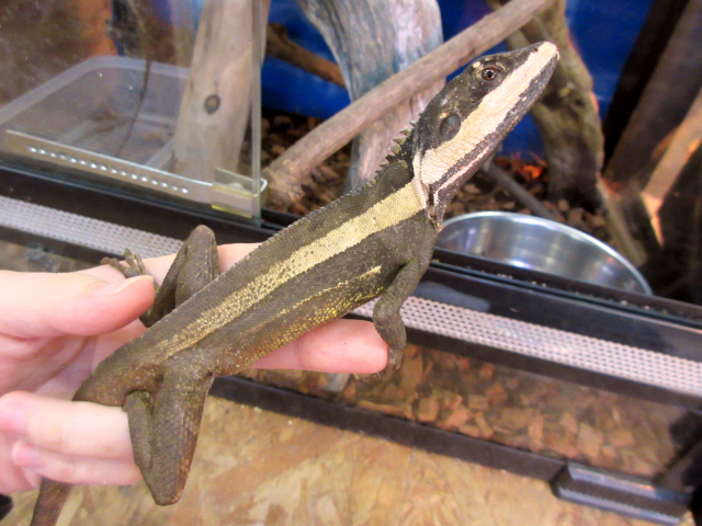 ホオスジドラゴン(1)