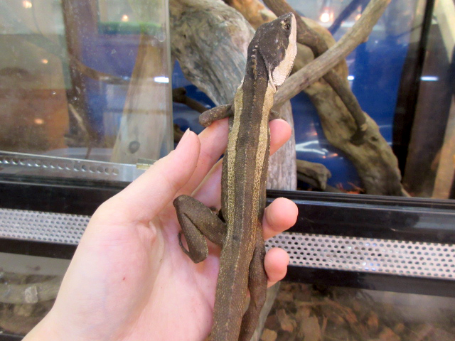 ホオスジドラゴン(2)