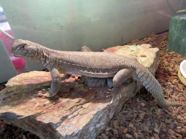 ハードウィッキートゲオアガマ