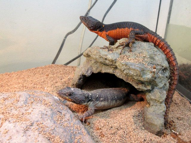 オレンジサイドワーレンヨロイトカゲ(2)