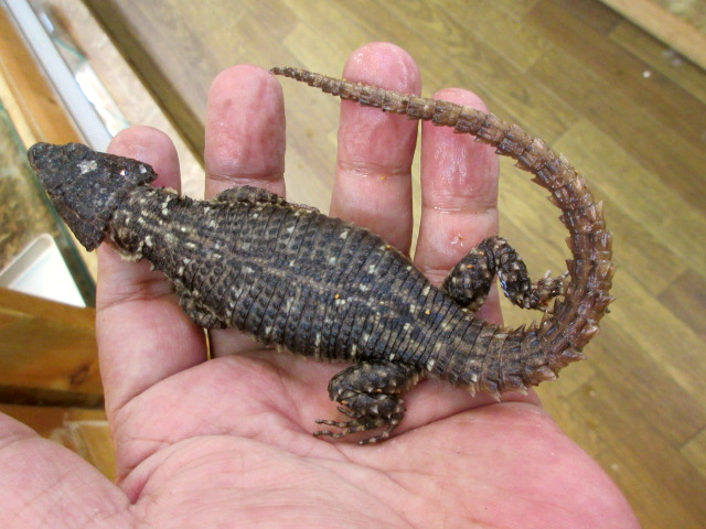 オレンジサイドワーレンヨロイトカゲ(3)