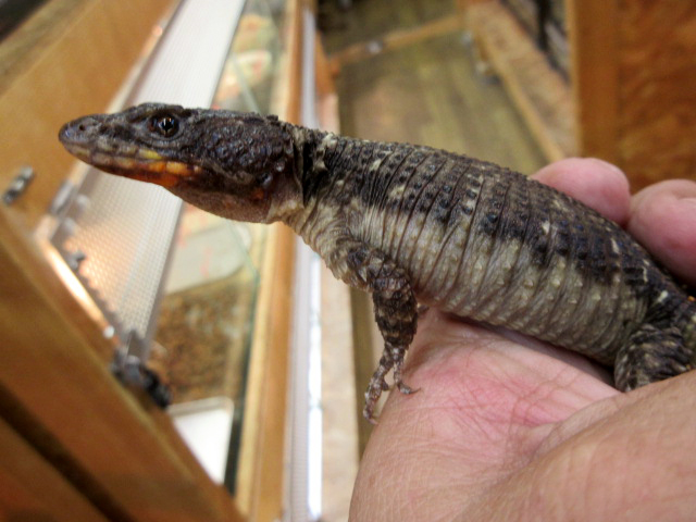 オレンジサイドワーレンヨロイトカゲ(4)