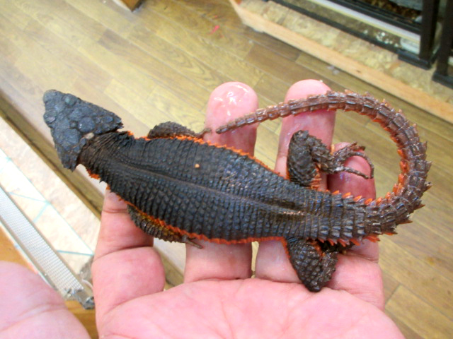 オレンジサイドワーレンヨロイトカゲ(5)